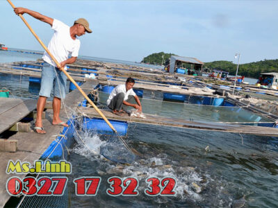 Phuy nhựa làm bè